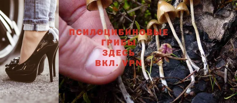 Псилоцибиновые грибы Psilocybe  Агрыз 